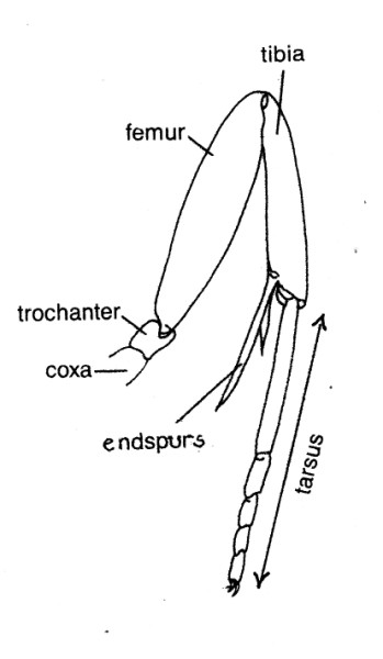 Tibia of hindleg without midspurs.